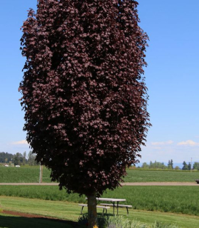 Acer platanoides 'Crimson Sentry' 180cm kmeň